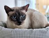 adoptable Cat in  named SHELBY