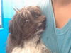 adoptable Dog in  named PELUZA