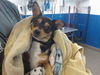 adoptable Dog in albuquerque, NM named ADELITA