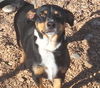 adoptable Dog in  named LUKE
