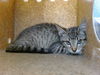 adoptable Cat in  named TWIITCH