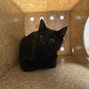 adoptable Cat in  named MEEEEOW