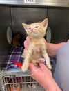 adoptable Cat in  named PETER