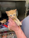 adoptable Cat in  named PETEY