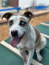 adoptable Dog in  named SWEET PEA