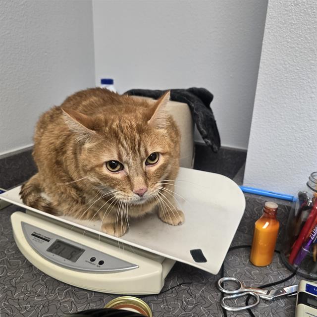 adoptable Cat in Albuquerque, NM named LUKE