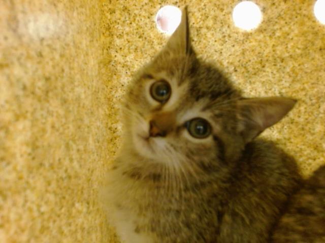 adoptable Cat in Albuquerque, NM named SAN