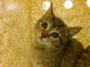 adoptable Cat in , NM named SAN