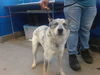 adoptable Dog in albuquerque, NM named ACE