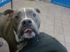 adoptable Dog in  named NOVA