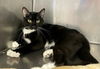 adoptable Cat in , NM named SCRIBBLES