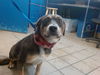 adoptable Dog in , NM named ATHENA