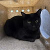 adoptable Cat in  named SHEILA