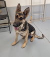 adoptable Dog in , NM named SAMANTHA