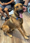 adoptable Dog in  named RIO