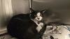 adoptable Cat in , NM named SLIDE
