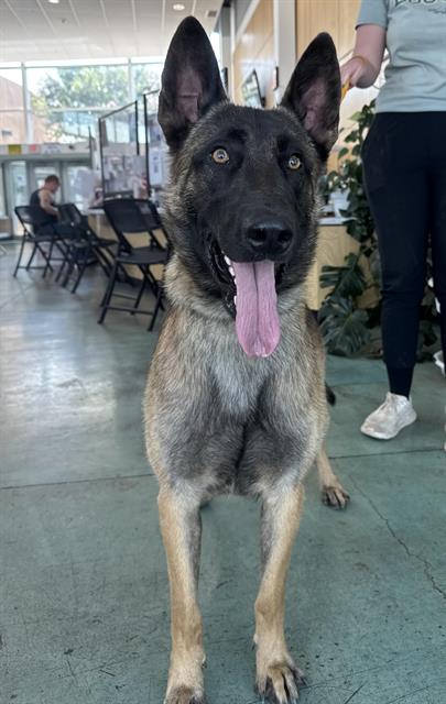 adoptable Dog in Albuquerque, NM named FALL OUT