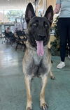 adoptable Dog in  named FALL OUT