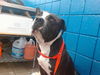 adoptable Dog in , NM named BLUE