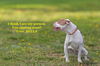 adoptable Dog in , NM named BELLA