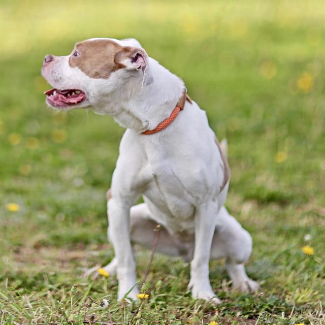adoptable Dog in Albuquerque, NM named BELLA