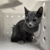adoptable Cat in  named HECKLE
