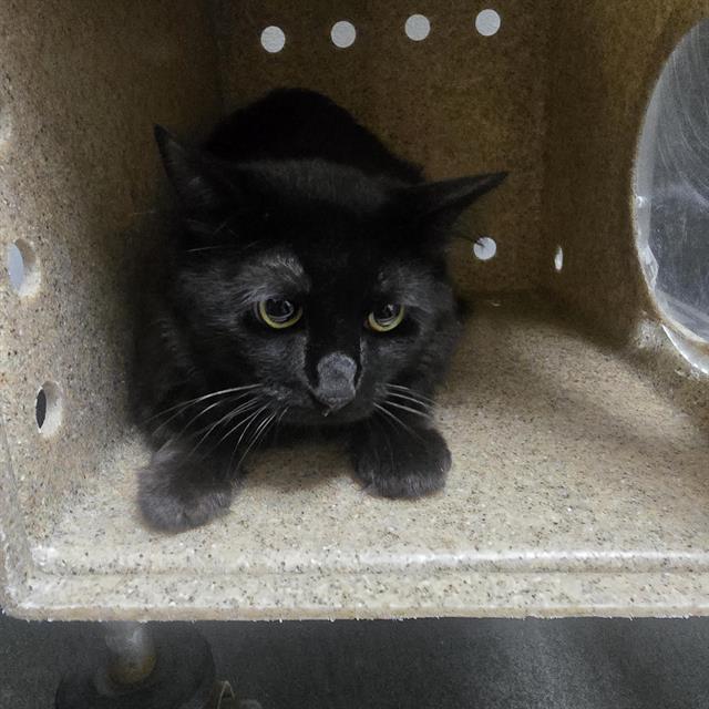 adoptable Cat in Albuquerque, NM named MR. POPO