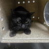 adoptable Cat in  named MR. POPO