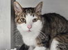 adoptable Cat in , NM named SASHA
