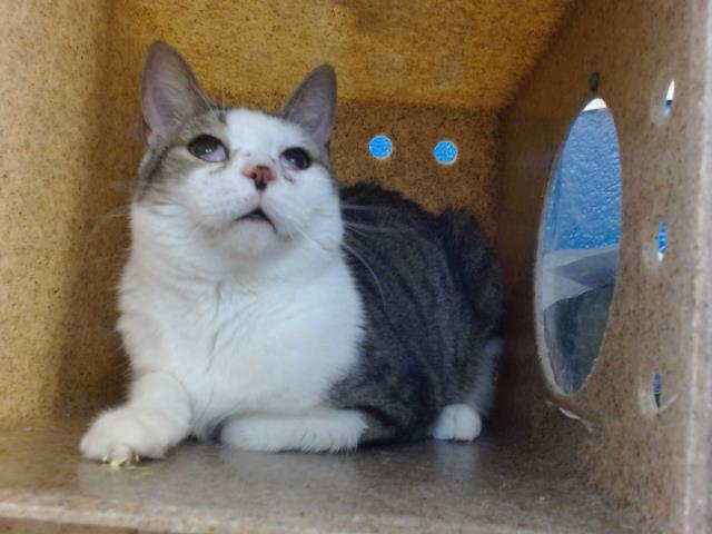 adoptable Cat in Albuquerque, NM named SABASTIAN