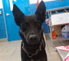 adoptable Dog in  named ELLIE