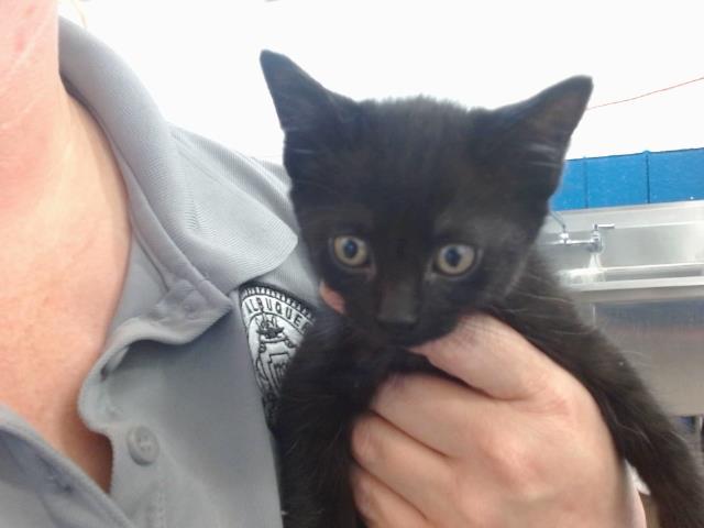 adoptable Cat in Albuquerque, NM named LIL NOT