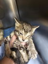 adoptable Cat in  named TESSA