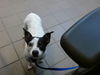 adoptable Dog in , NM named ARLINDA