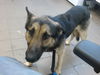 adoptable Dog in , NM named SCOOTER