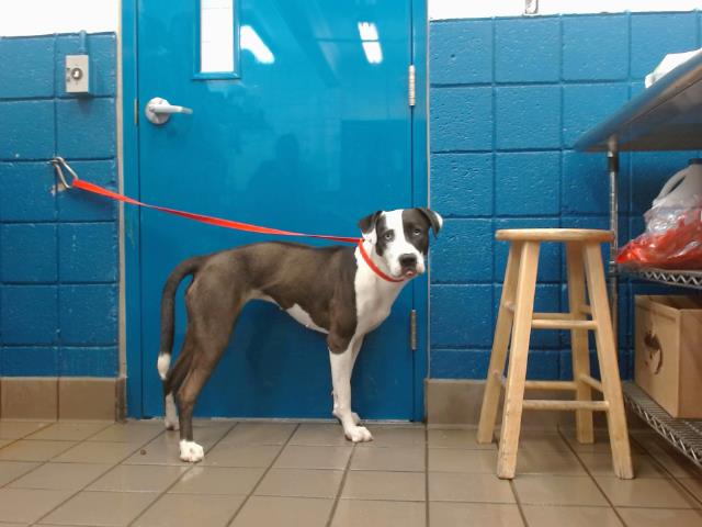 adoptable Dog in Albuquerque, NM named BLUE