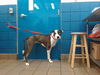 adoptable Dog in , NM named BLUE