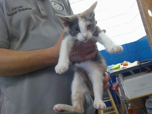 adoptable Cat in Albuquerque, NM named TINKER