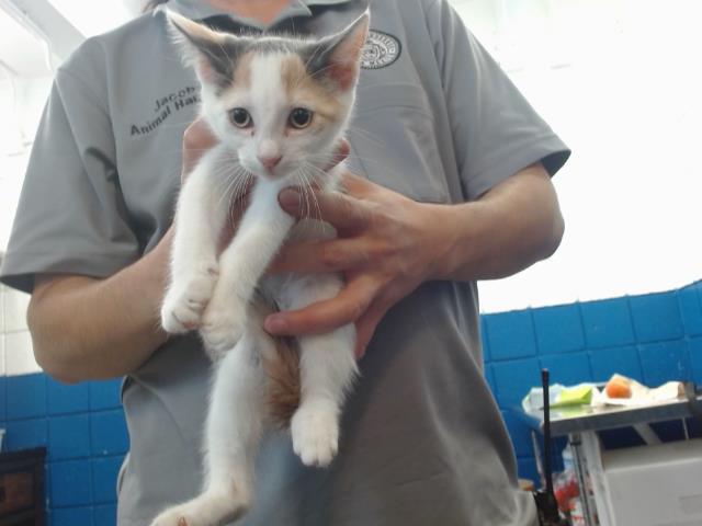 adoptable Cat in Albuquerque, NM named BASIL