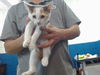 adoptable Cat in  named BASIL
