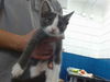 adoptable Cat in  named ASH