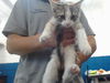 adoptable Cat in  named KELLYBUG