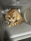 adoptable Cat in , NM named BOSSY
