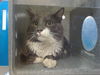 adoptable Cat in , NM named SAILAM