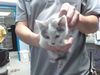 adoptable Cat in  named SHEPHERD