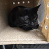 adoptable Cat in  named NIGHT SHADE