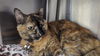 adoptable Cat in  named S