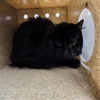 adoptable Cat in  named OOGIE