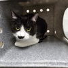 adoptable Cat in  named MOCHA