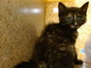 adoptable Cat in  named SWEET PIE
